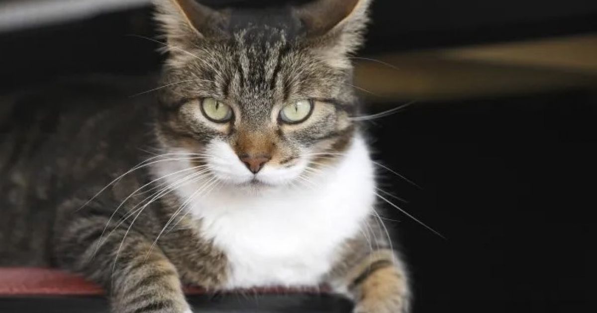 кошка