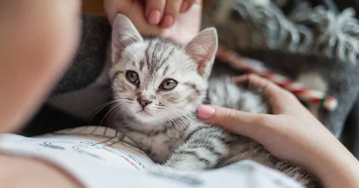 Натуральний сухий корм для котів Cat Chow