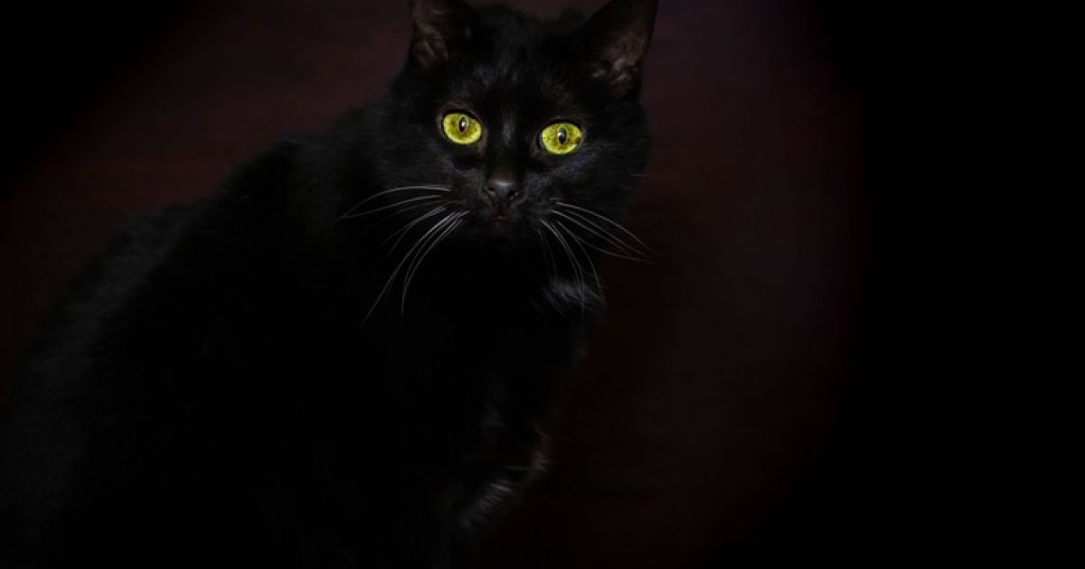 кошки