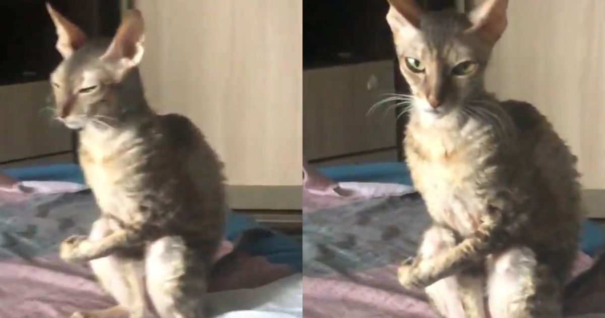 кошка