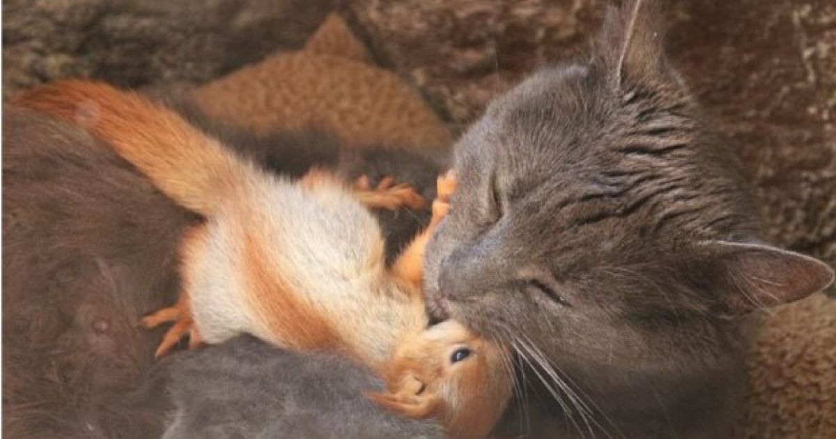 кошка и белка