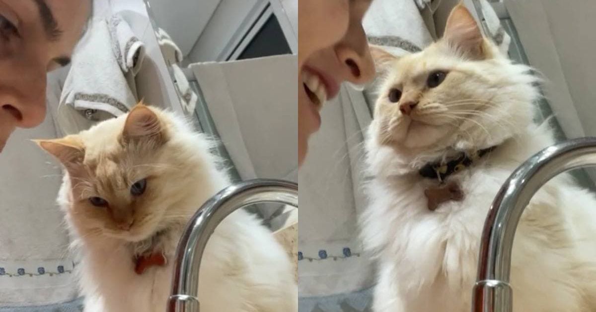 кошки