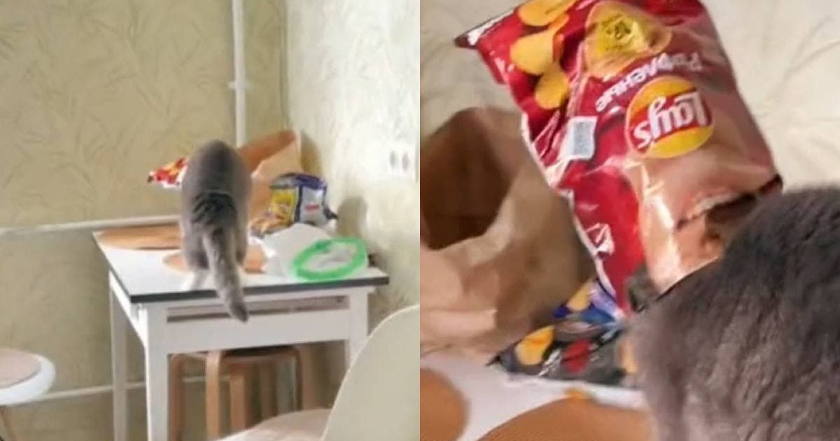 кот