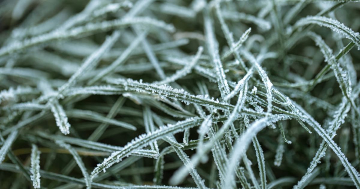 заморозки