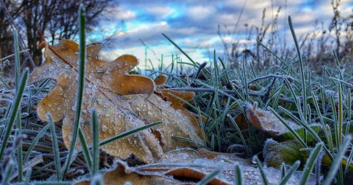 Заморозки