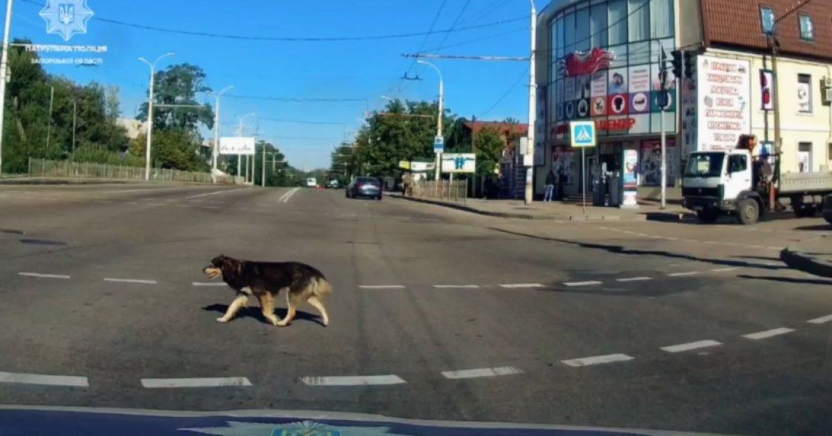 собака