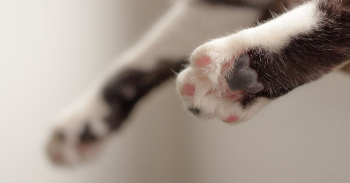 кошка