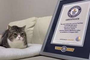 кот