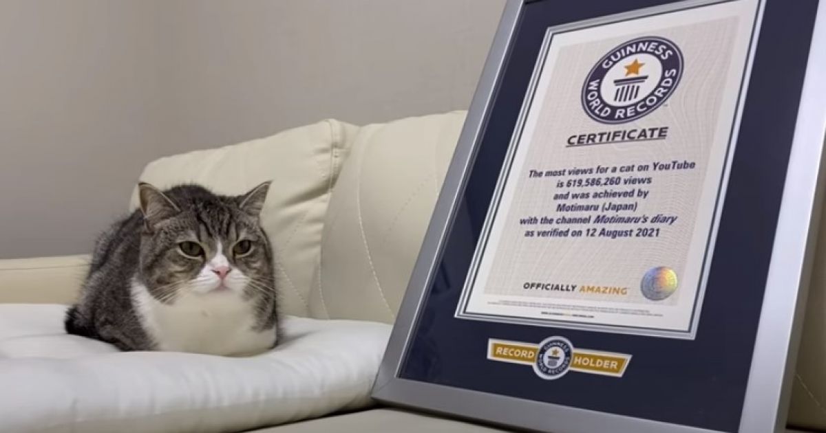 кот