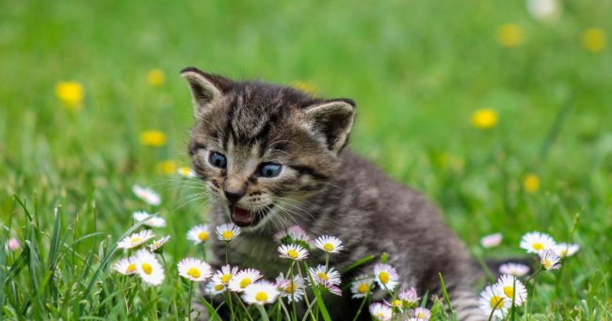 котенок
