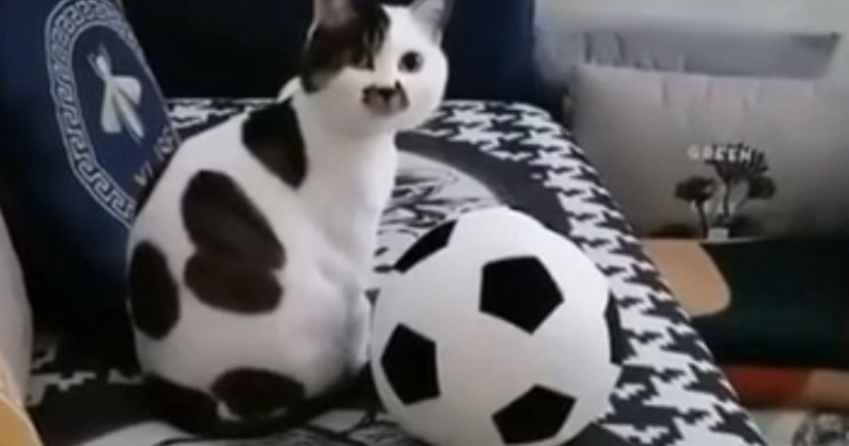 кот