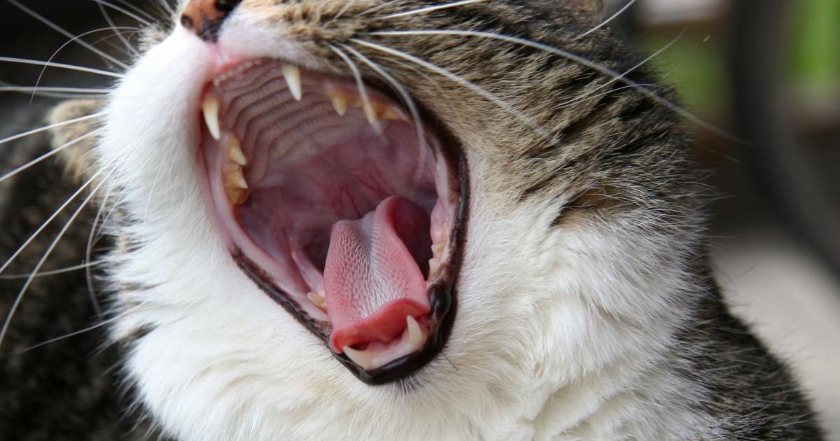 кошка