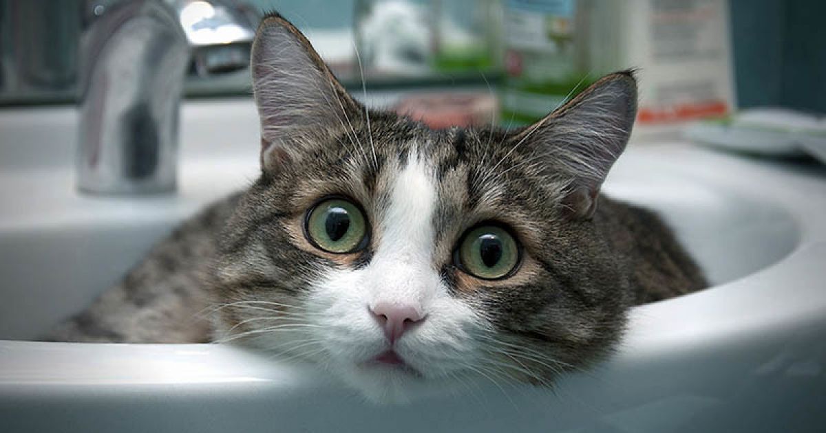 кошка