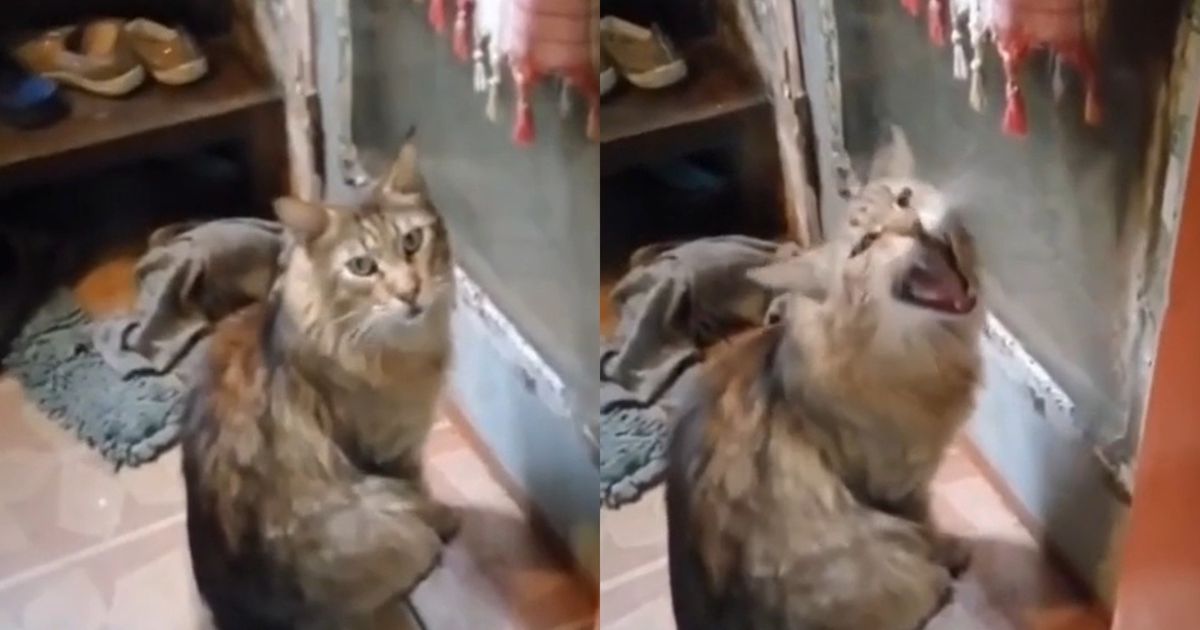 кот