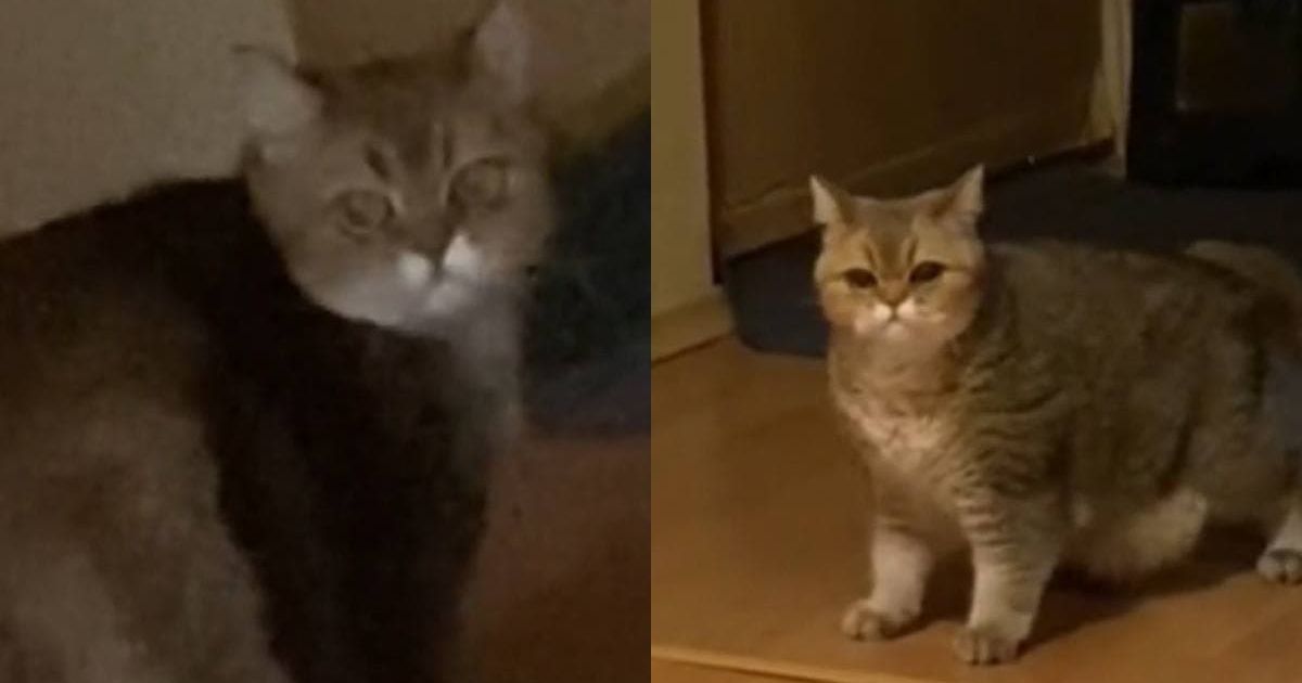 кошка