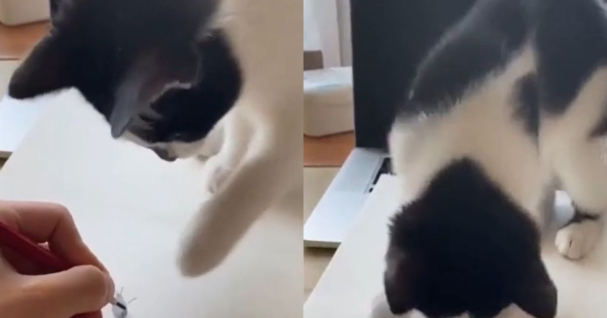кот
