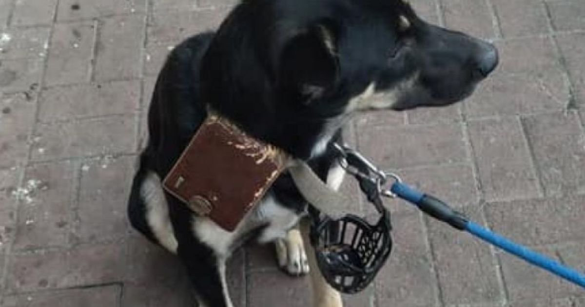 собака