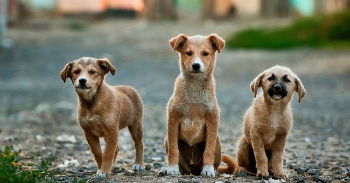 собаки