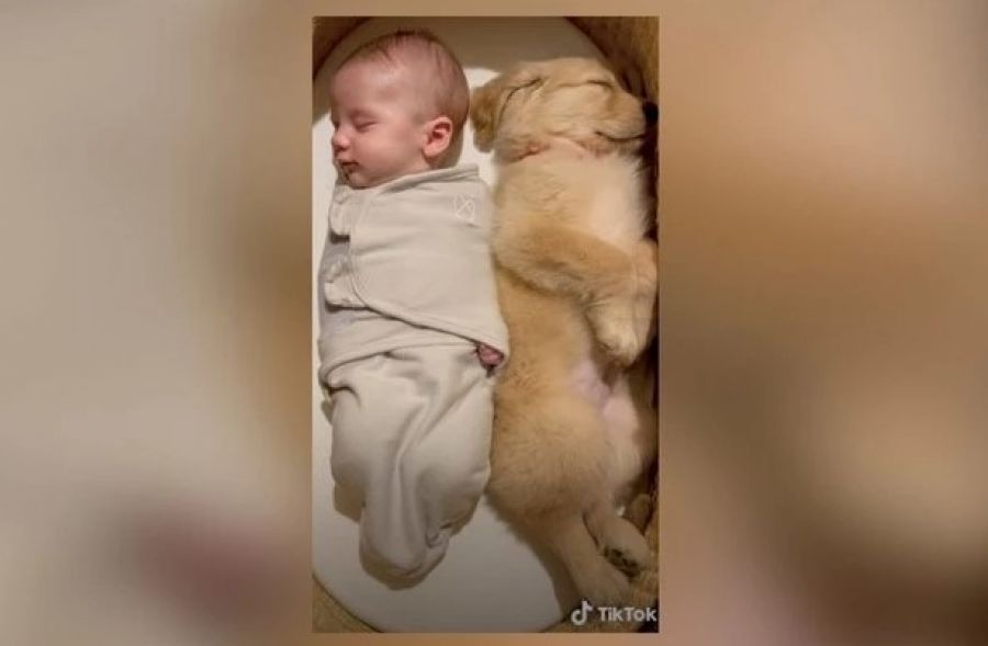 малыш и щенок