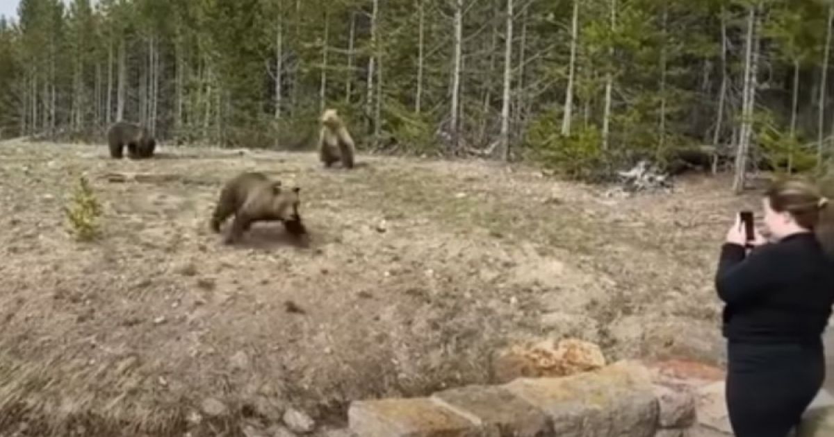 медведь