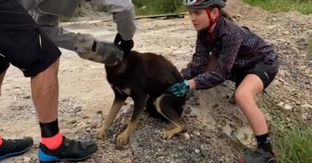 собака спасение бутылка