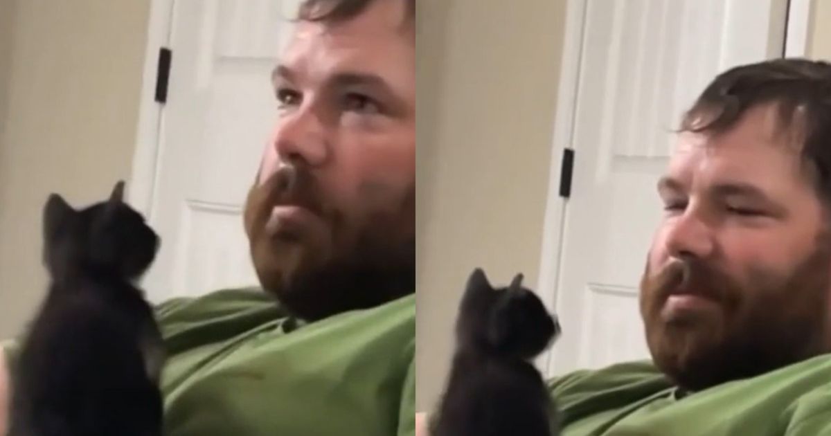 котенок