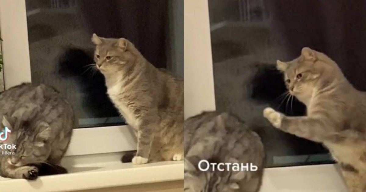кошка