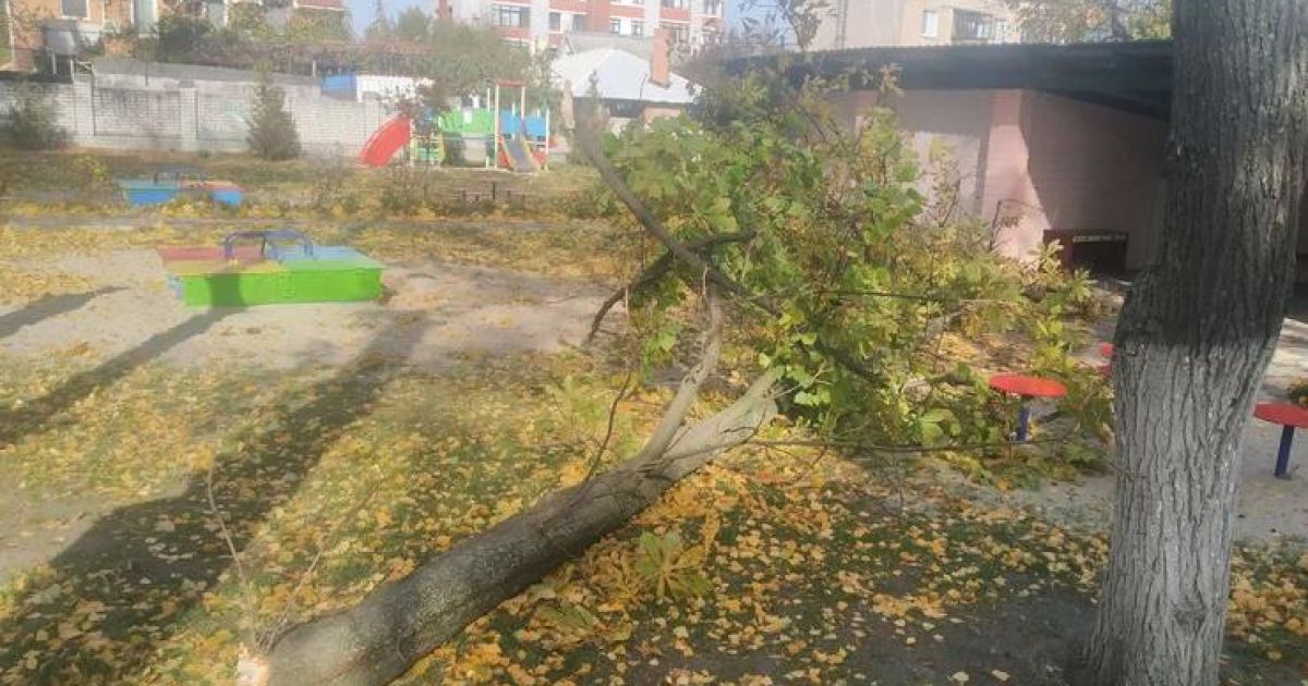 Упавшее дерево