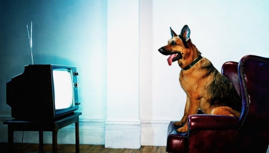 собака под телевизором