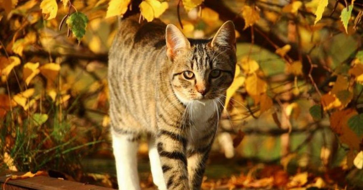 Осень