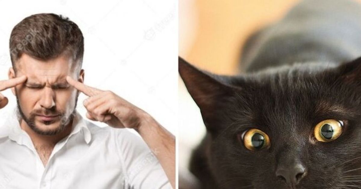 кот