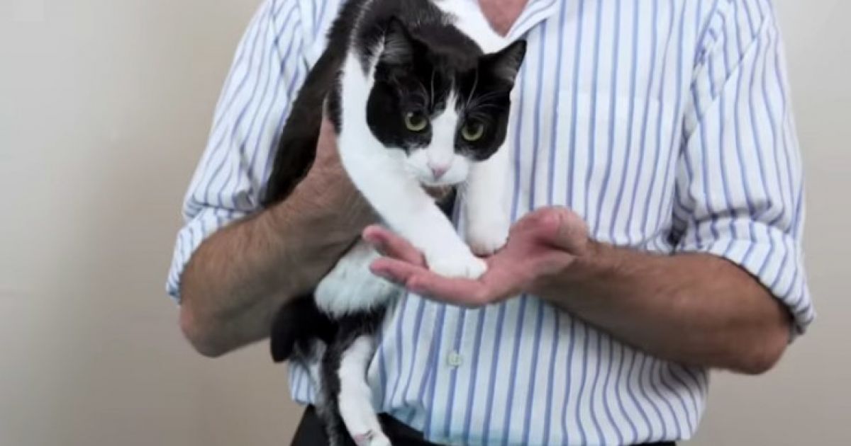 кошки