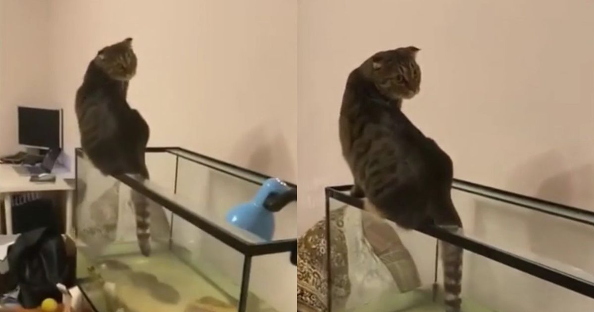кошка