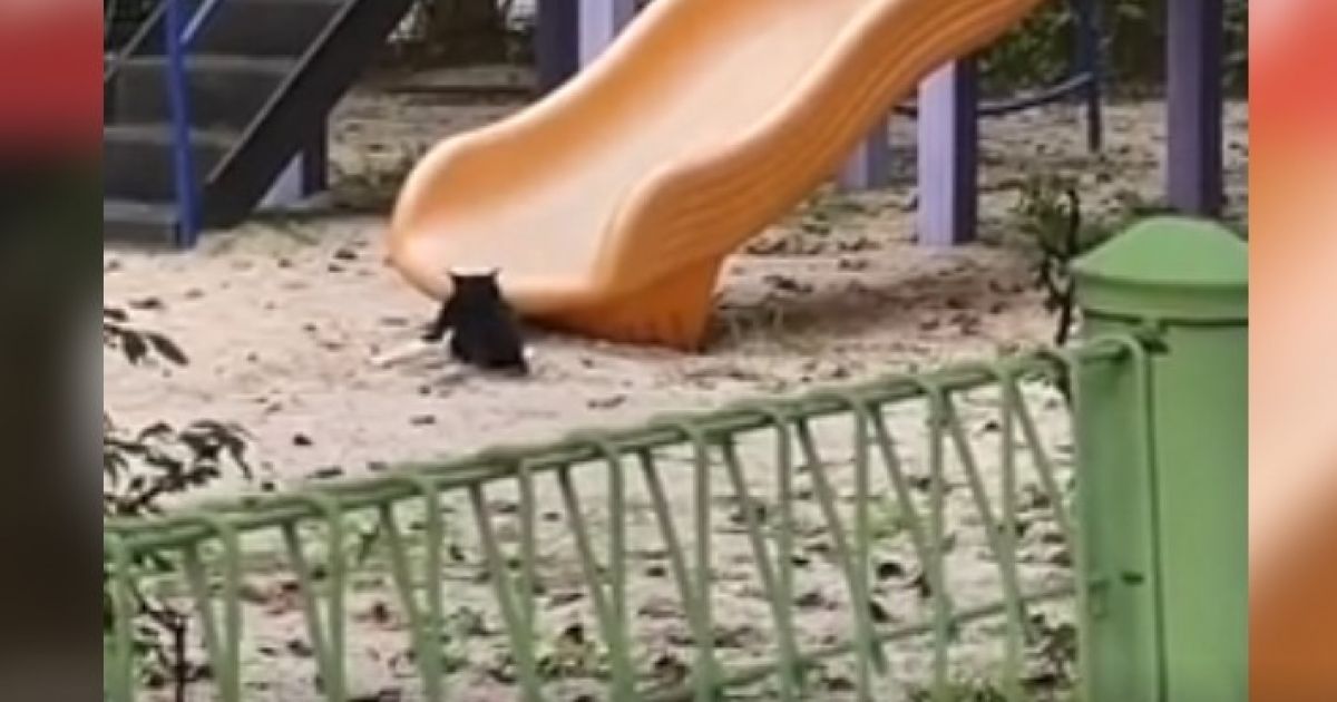 кот