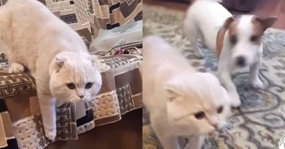 кошка собака курьез