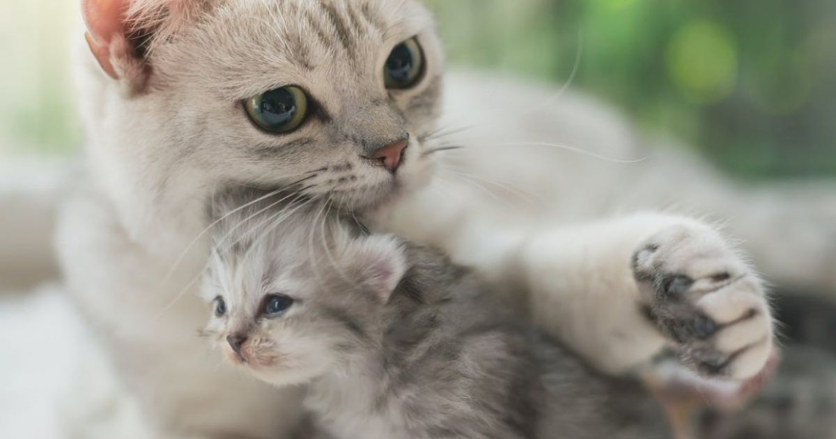 кошки
