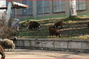 бараны в Донецке