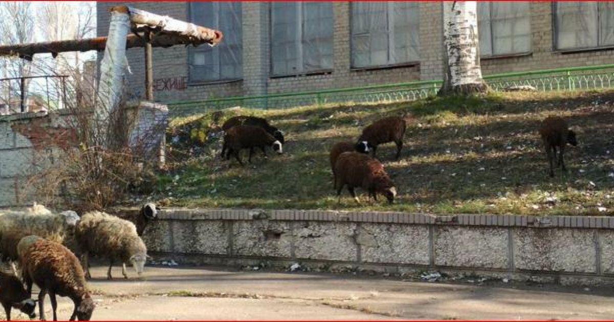 бараны в Донецке
