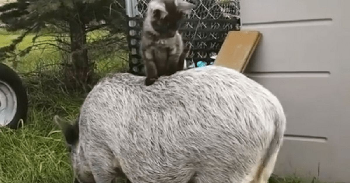 кошка свинья