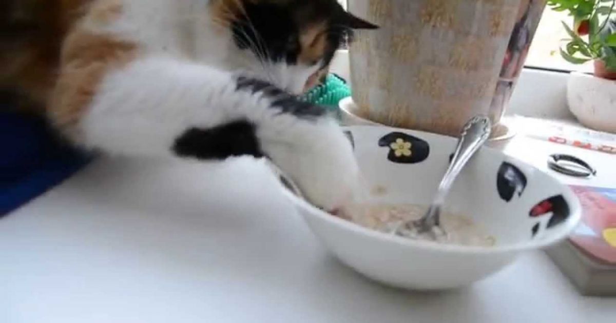 Каша