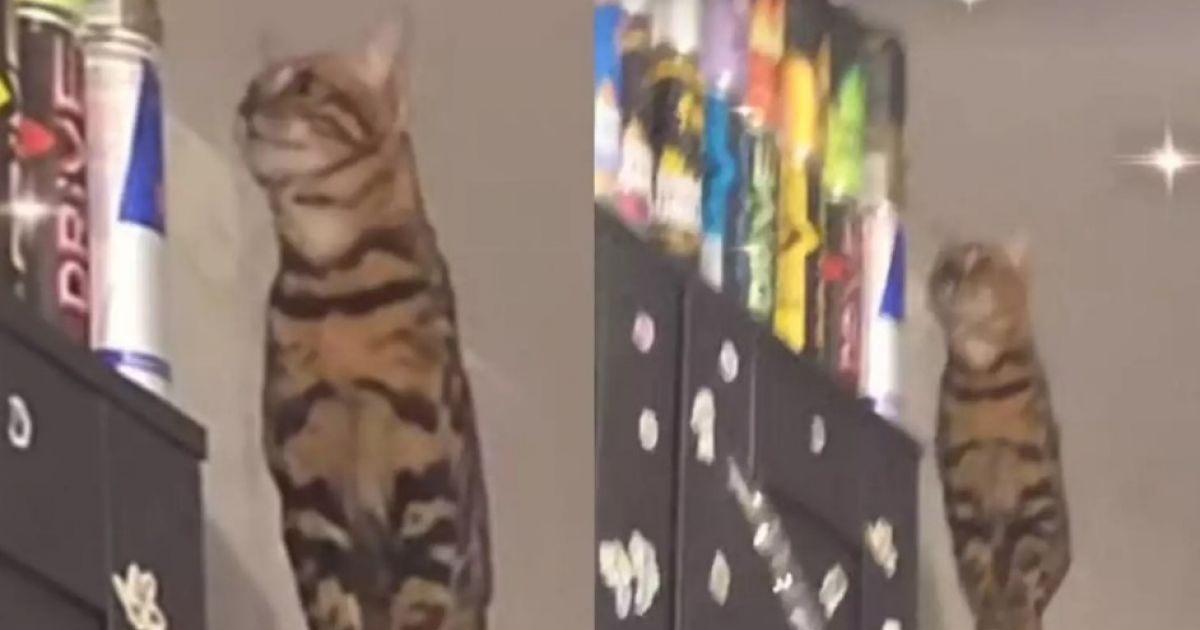 кот