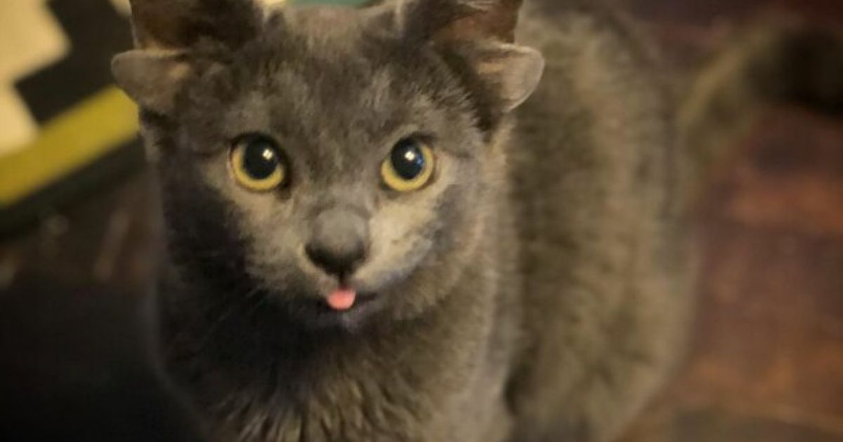 Кошка