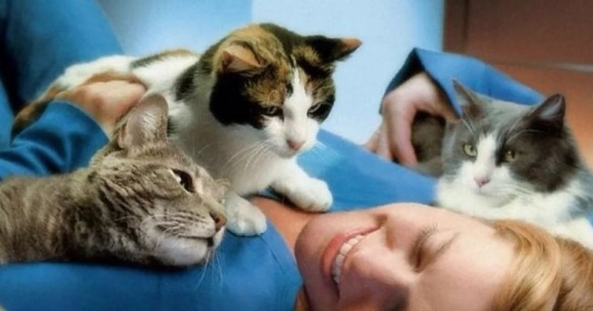 кошки