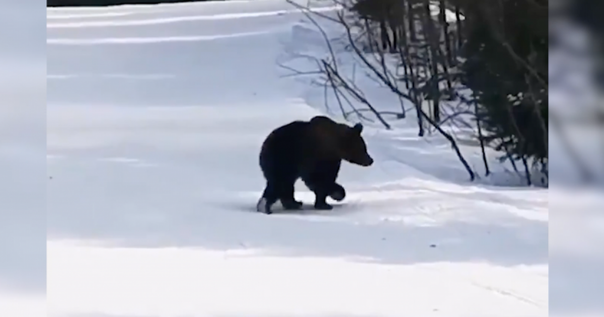 Медведь