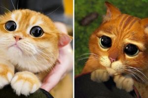 Кот Писко