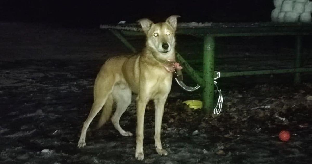 собака