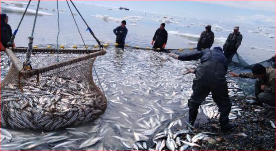 путина в Охотском море