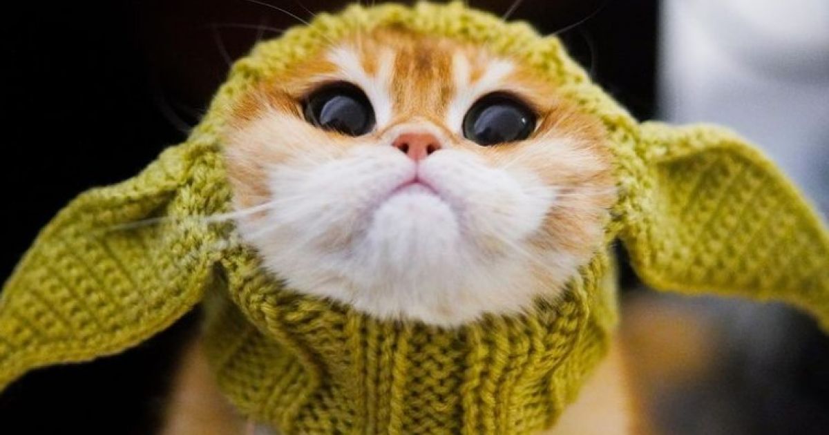 кот