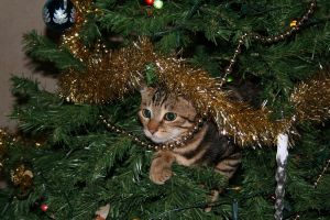 кошка