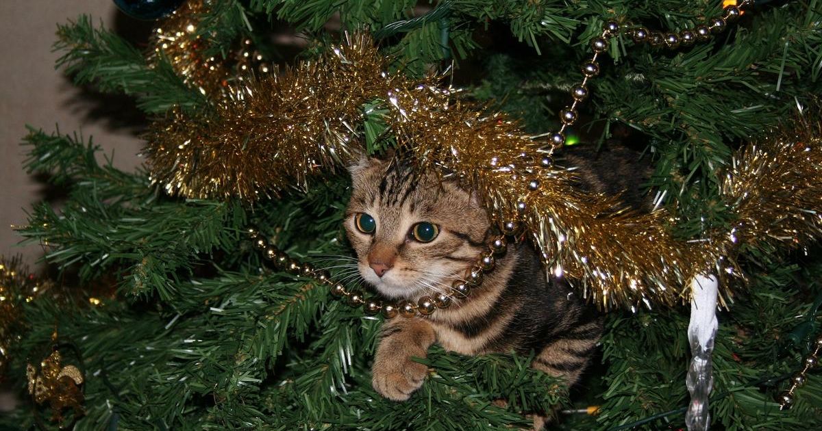 кошка